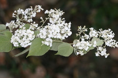 Porana paniculata